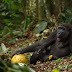 Gorila Yang Bisa Berjalan Tegak Seperti Manusia