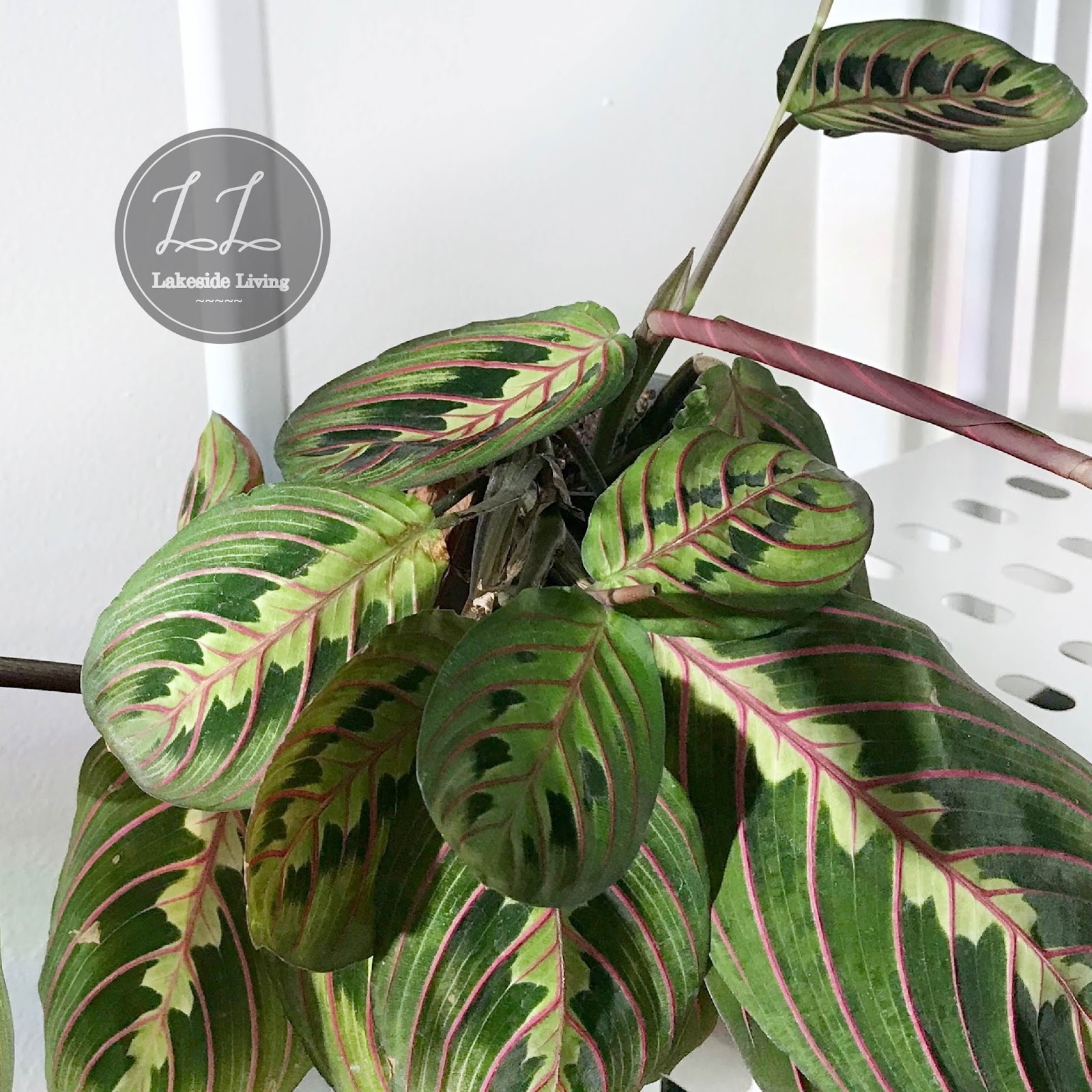 How to Grow a Happy Prayer Plant