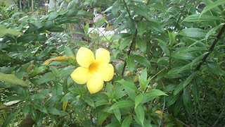 MyKebun MyKebun Flower Bunga Corong  Loceng