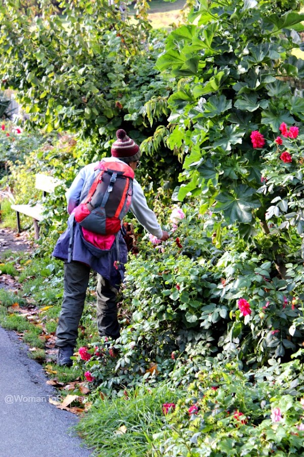 foto de peregrina con rosas del camino