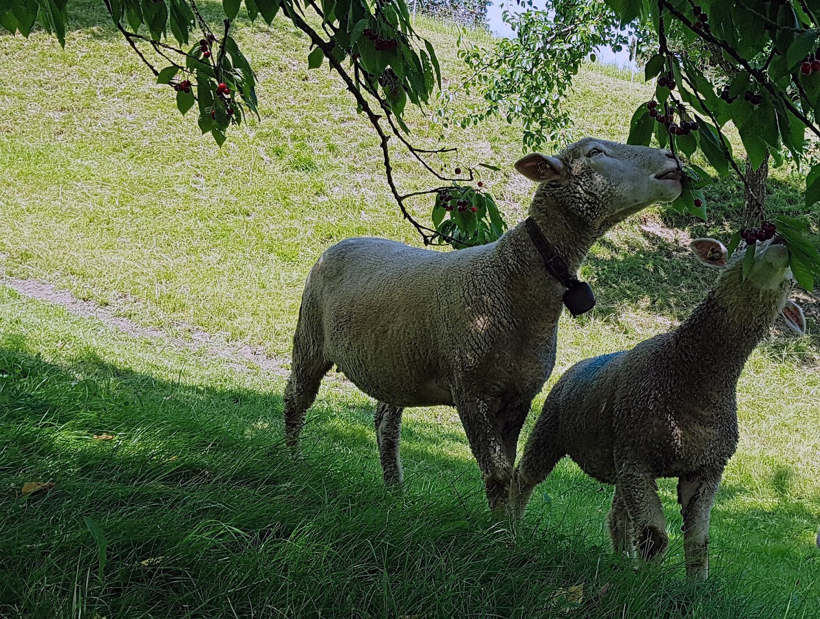 2R Schafe: Leckerbissen
