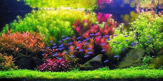 200 Referensi Desain Dan Model Aquascape Berdasarkan Tema https://www.faktapopuler.com/2018/12/200-referensi-desain-dan-model.html