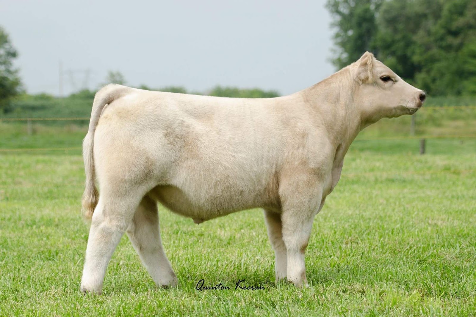 RCC Blog Durban Cattle Online Sale Tonight!