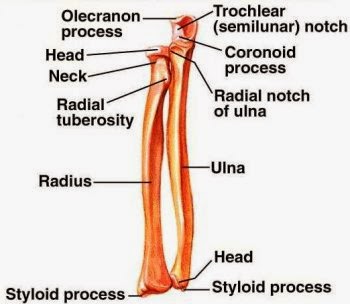 Forearm - Radius(Lateral), Ulna(Medial) ~ Education