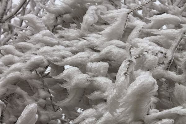 Freezing Fog Blankets Forest and Creates Surreal Frozen Landscape Freezing Fog Blankets Forest and Creates Surreal Frozen Landscape