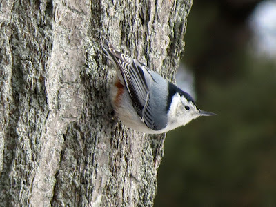 Male White-breasted Nuthatch, Lake Ontario Park, Kingston, Ontario, Canada