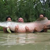 Amazzonia, specie di pesce gigante a rischio estinzione