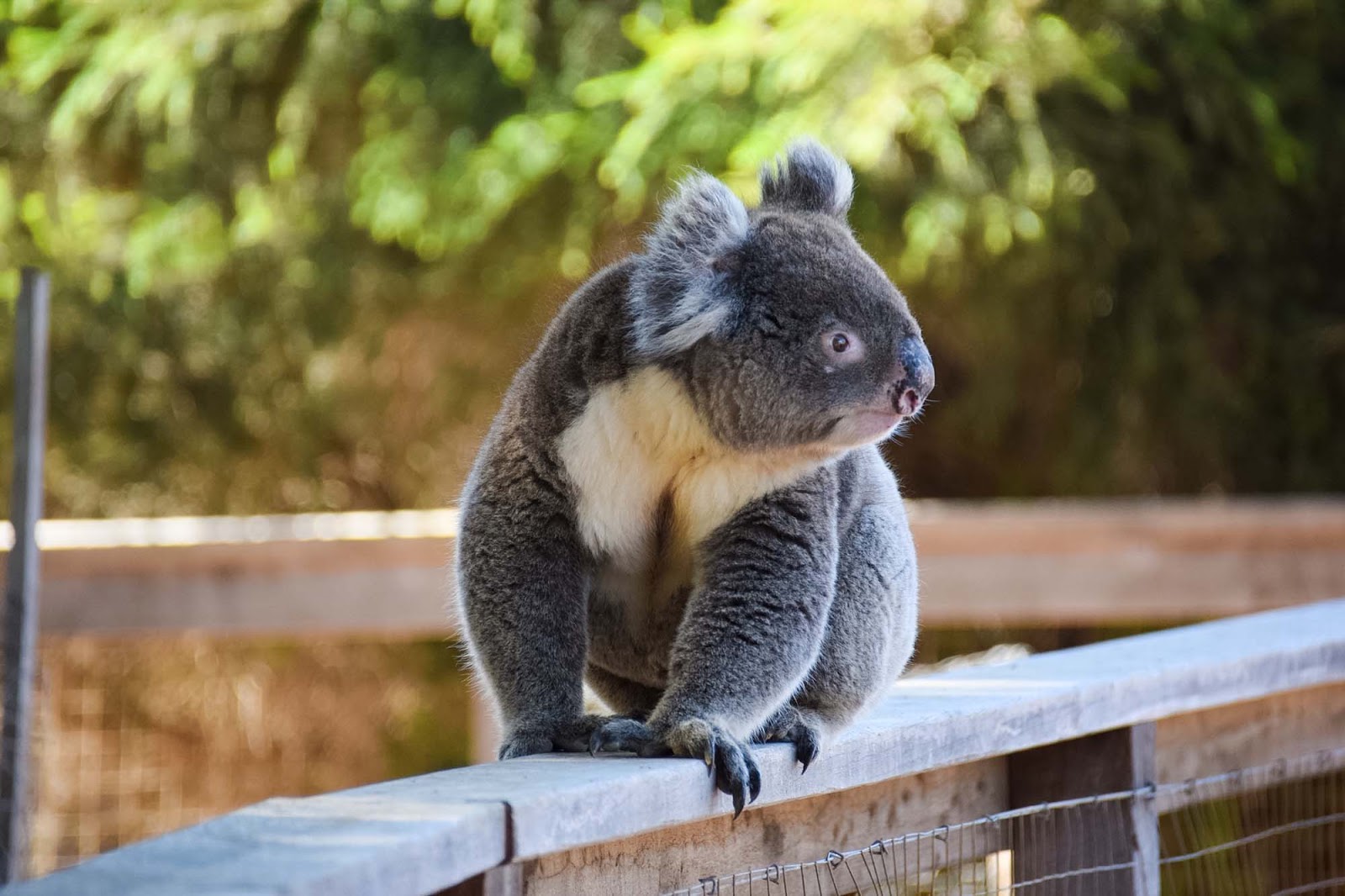 Here's Where Can You Meet or Cuddle a Koala in Queensland