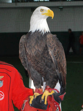 Águia Benfica