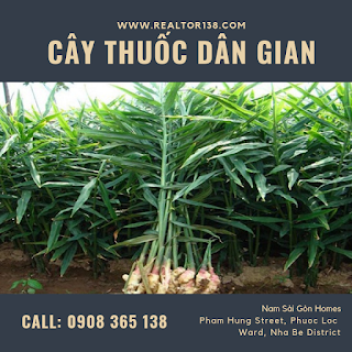 củ gừng điều trị bệnh tiêu hóa buồn nôn