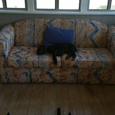 eight acres: raising a big dog vs a working dog