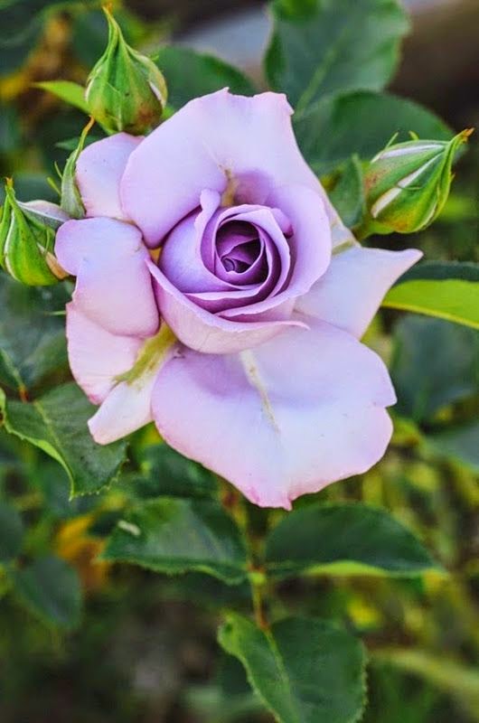 Pretty rose Stunning nature