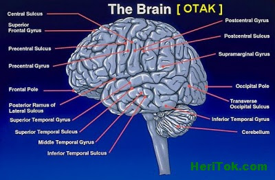Tips Merawat Otak