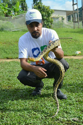 Biólogo Bruno Rocha segurando um exemplar vivo da jiboia mais rara do mundo, a jiboia-do-ribeira (Corallus cropanii). Foto: Lívia Correia. jiboia mais rara do mundo, bruno rocha, jiboia, jiboia do ribeira, corallus cropanii, Rarest jiboia in the world, mata atlântica, pesquisador encontra jiboia mais rara do mundo, museu de zoologia, instituto butantan