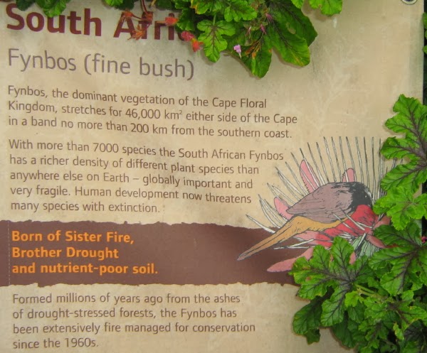 Eden Project explains fynbos