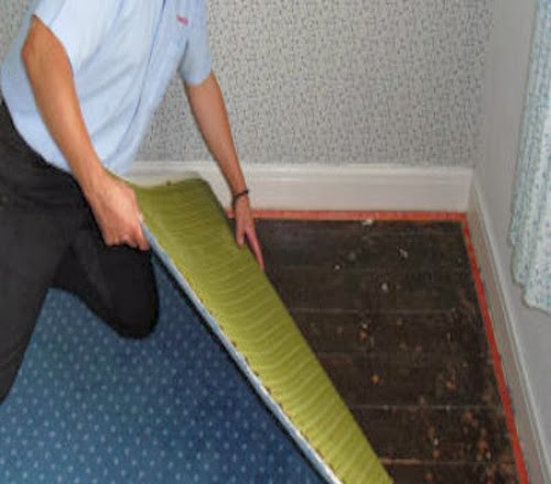 carpet rid beetles beetle nest larvae permanently spray does mattress safe under importantly areas might any