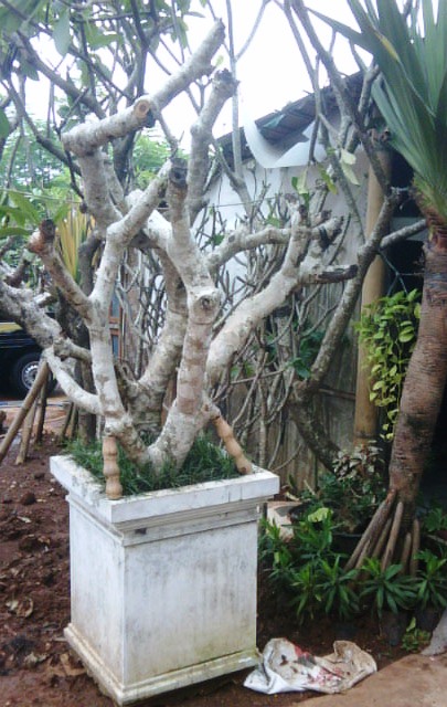 Sentra Tanaman  Hias  Graha Raya Bintaro Menanam Pohon 