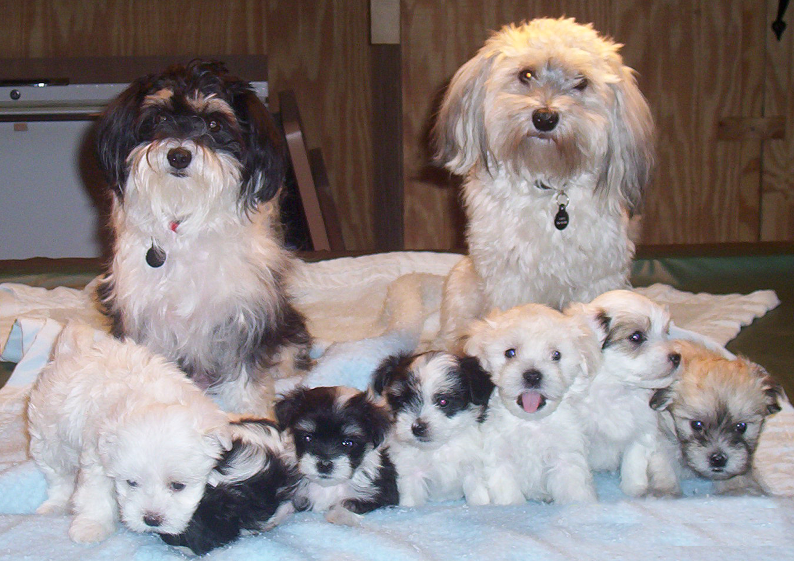 Rules of the Jungle: Havanese puppies