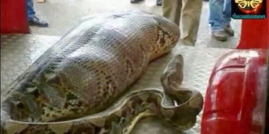 ular-piton-ini-makan-pria-yang-sedang-mabuk-berat.jpg
