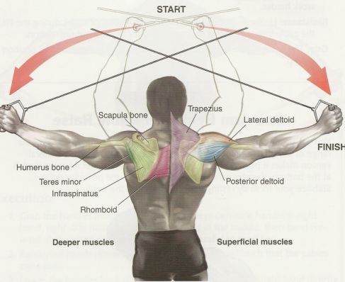 High Cable Rear Delt Fly (Exercises au) YouTube