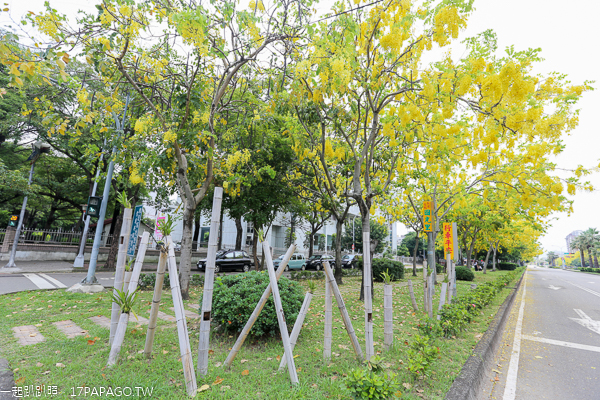 台中南區|2019興大路綠園道阿勃勒|黃金阿勃勒大道|散步賞黃金雨 台中南區|2019興大路綠園道阿勃勒|黃金阿勃勒大道|散步賞黃金雨