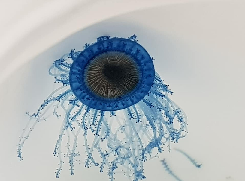 Canale d'Otranto: avvistato un raro esemplare di medusa tropicale.
