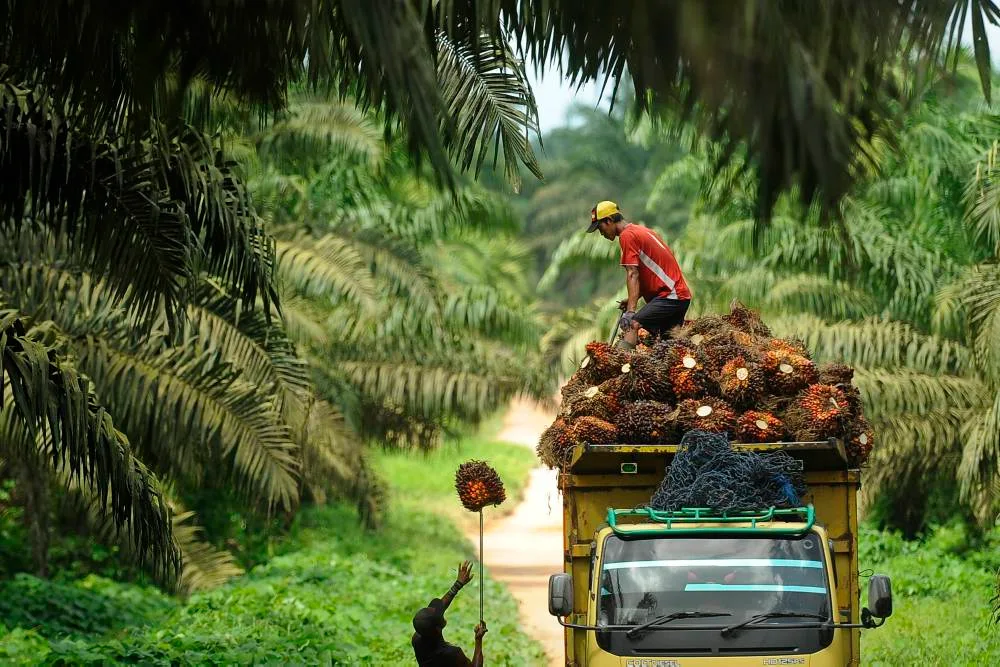 Gambar terkait Harga Sawit di Jambi Turun Lagi Jadi Rp3.223 per Gram (dari Bing)