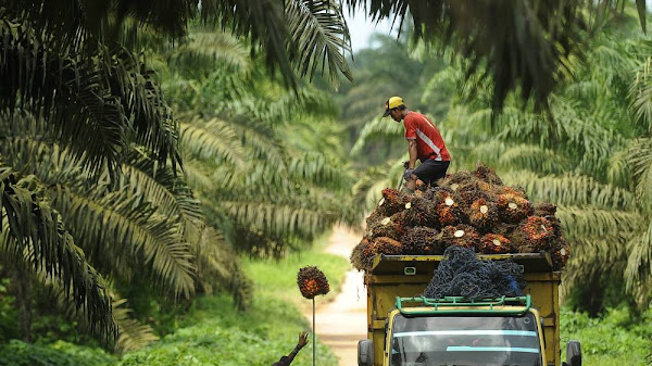 Harga Sawit di Jambi Naik Lagi Jadi Rp 3.345 per Kg,Di Tingkat Toke Hanya Rp2.300-2.600