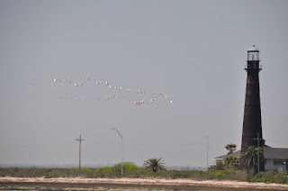 large flock of white ibis flying past Bolivar Point light