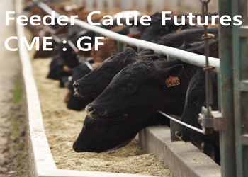 october feeder cattle futures october feeder cattle futures