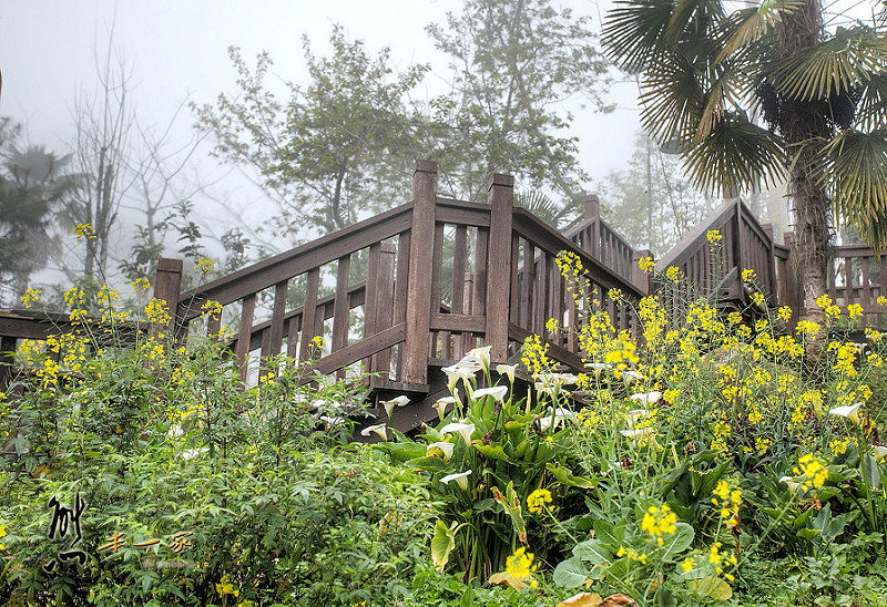 龍雲休閒農場環境|阿里山賞櫻住宿選擇
