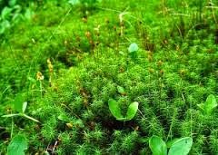 Ciri ciri tumbuhan lumut yang tergolong dalam kelompok hepaticae adalah