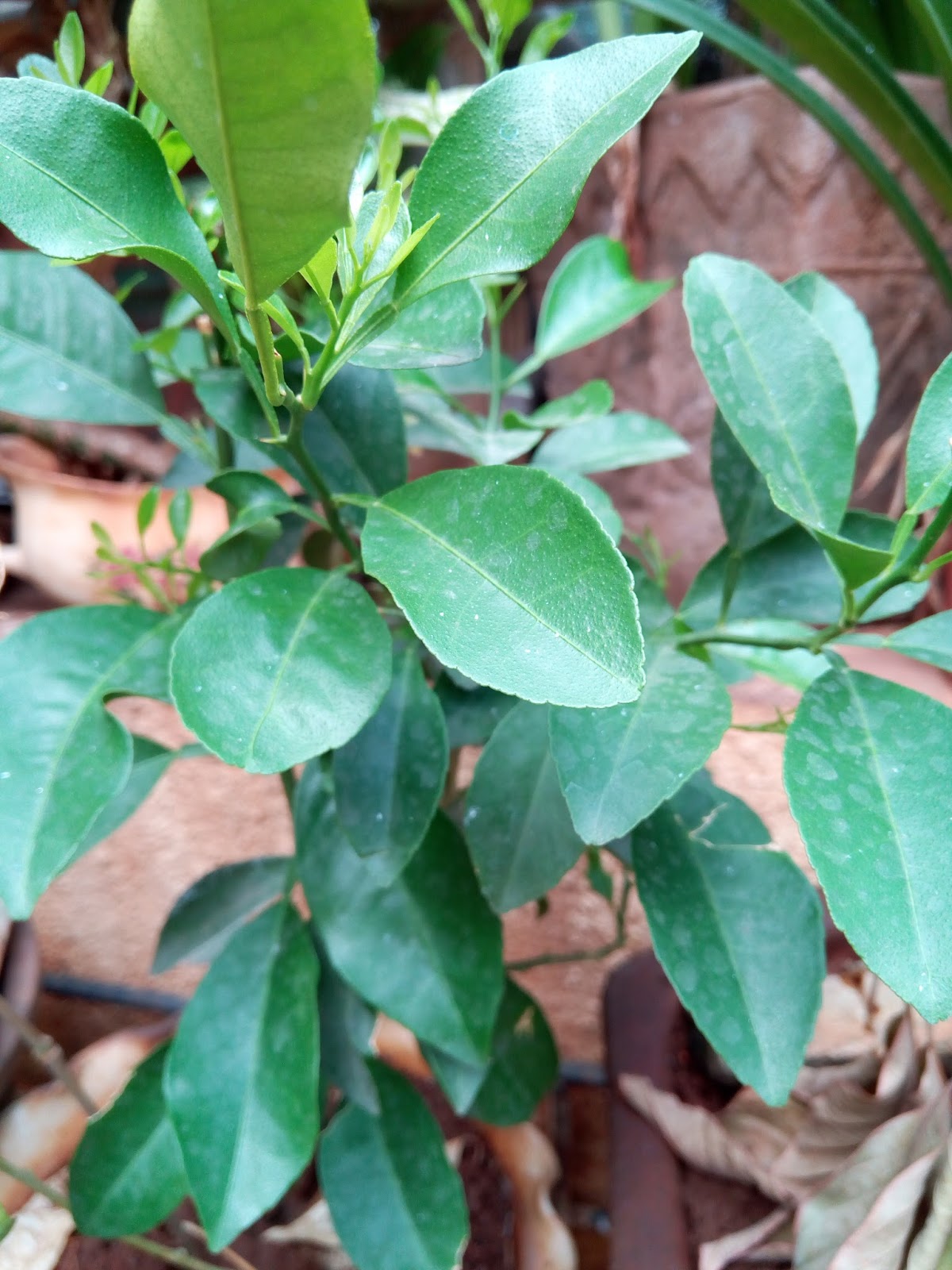 Garden Care Simplified Orange Plant Feng Shui Goodluck Wealth Luck