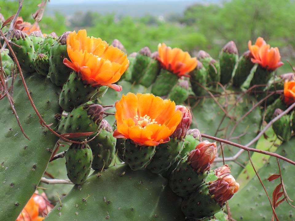 Mexico Calling: Garambullos Cacti, are Blooming