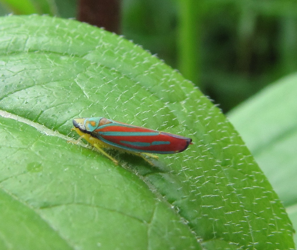 Bug Eric: True Bug Tuesday: Candystriped Leafhopper