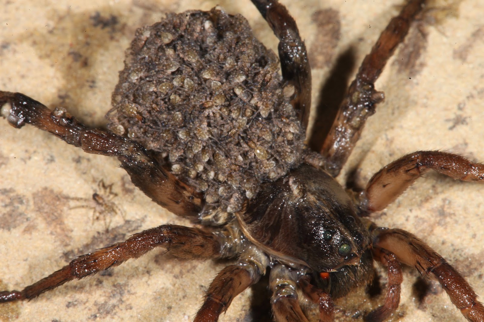 JaredDavidsonPhotography: Wolf Spider with babies