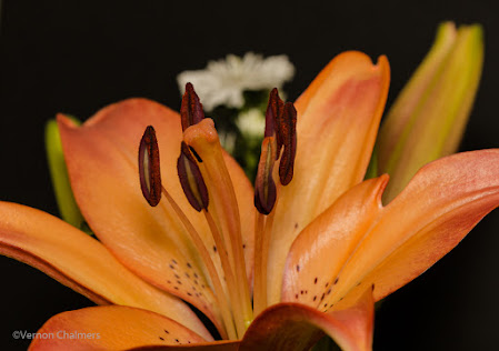 Canon EOS 70D/ EF 100mm f/2.8 Macro USM Lens -  Close-Up / Macro Flowers