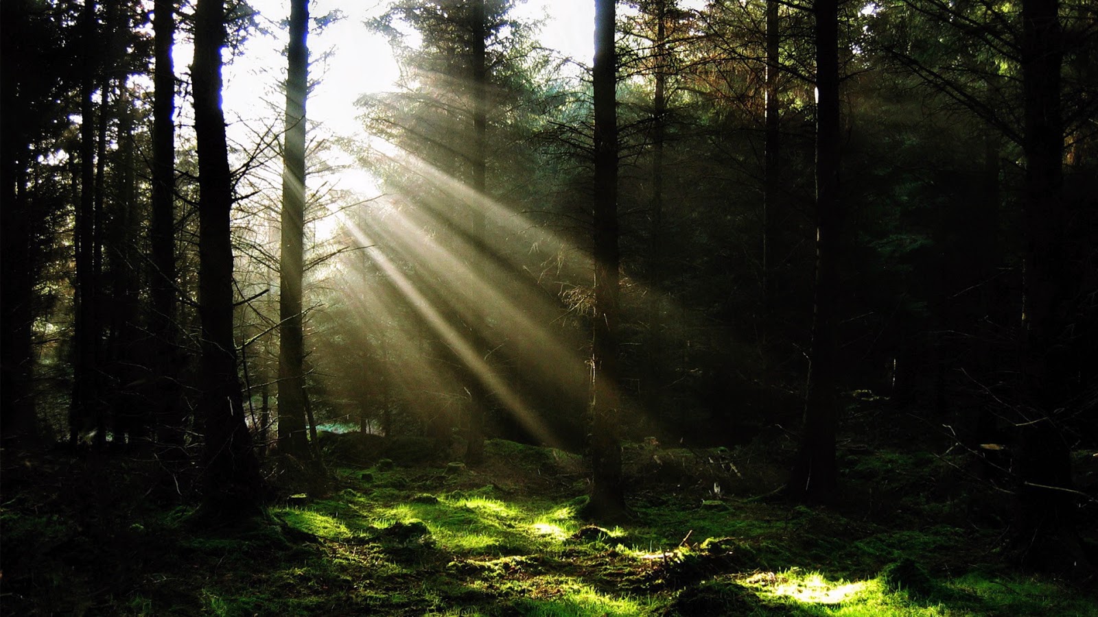 Donker bos met zonnestralen | HD Wallpapers