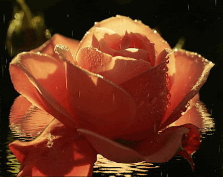 rosa%2Bchuva.gif