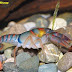 Procambarus Pygmaeus (Christmas Tree Crayfish)