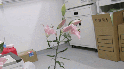Científics desenvolupen drons capaços de pol·linitzar flors