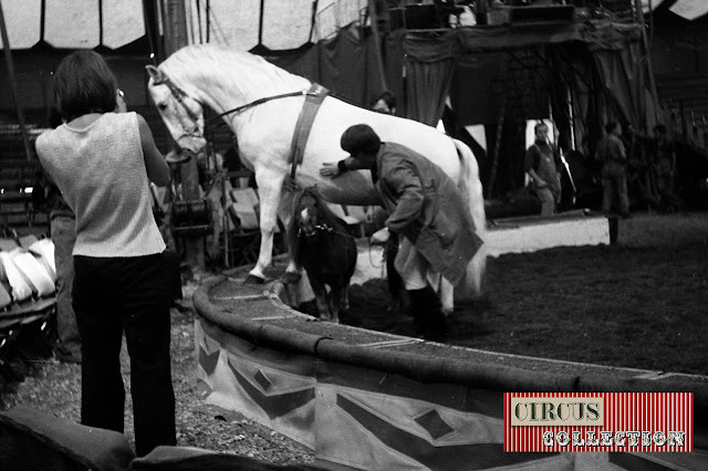 Répétition de dressage des chevaux de Fredy Knie junior  sous le chapiteau du Cirque National Suisse Knie  1970