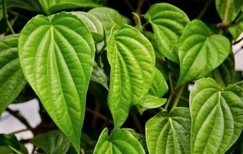 Daun Sirih Daun Sirih