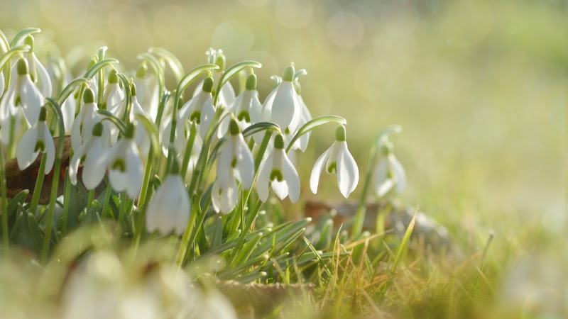 Spring Snowdrops. White Flowers