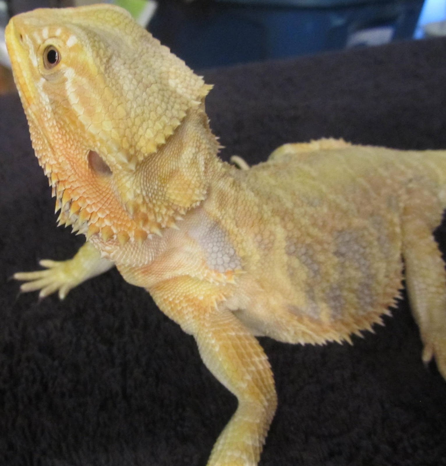 bearded-dragon-egg-incubation