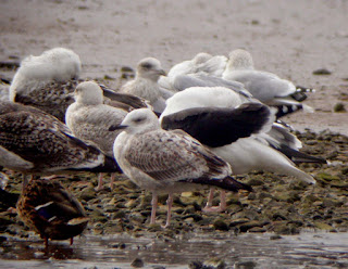 http://stevesbirdingblog.blogspot.co.uk/2014/10/caspian-gull.html
