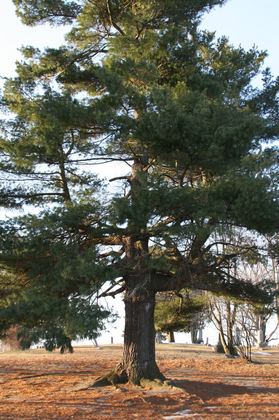 Isabella Conservation District Environmental Education Program Mid