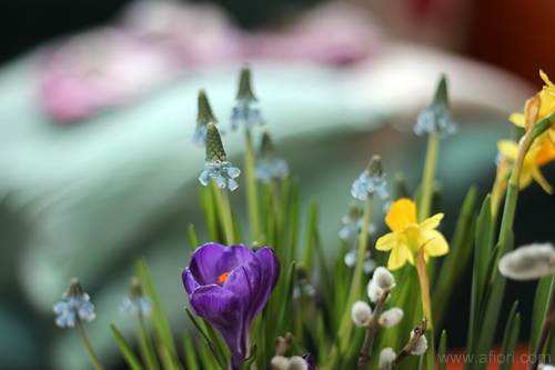 crocus, flowers, krokus, photo by Maria-Thérèse Sommar