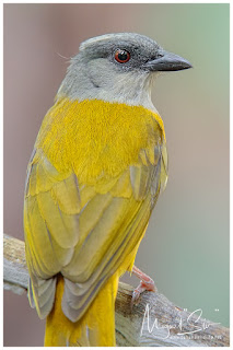Gray-headed Tanager (Eucometis penicillata)