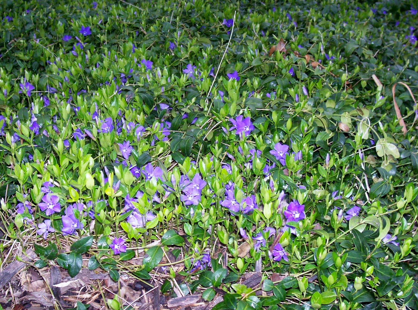 annebirkamsgarden Myrtle